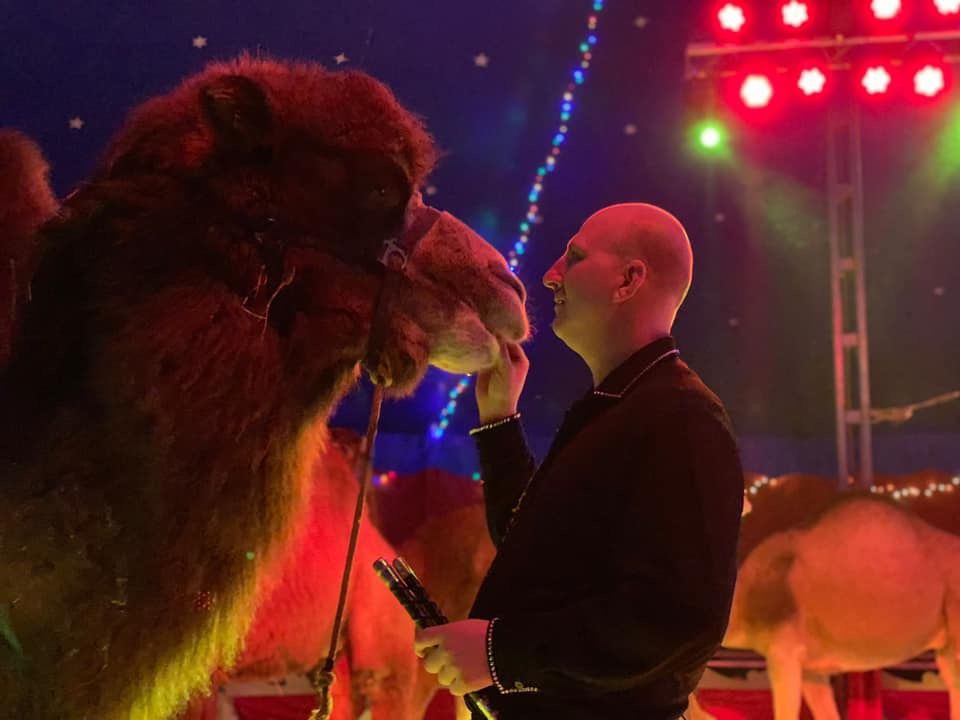 Kamel im Circus Max Renz